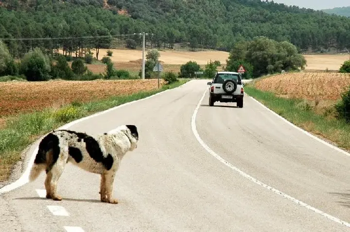 Projeto de Lei prevê suspensão de carteira de motorista por abandono de animais
