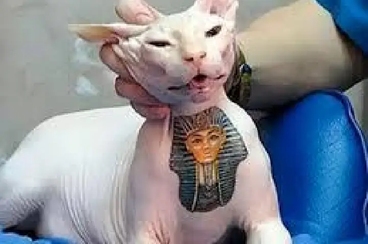 Sancionada a proibição de tatuagens e piercings em cães e gatos