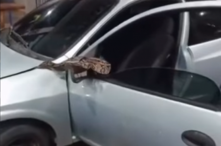 Serpente presa a capô de carro assusta moradores; VÍDEO