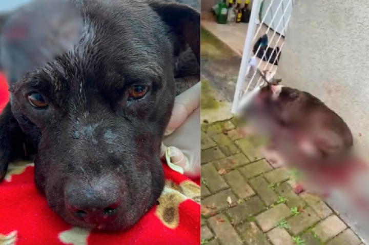 Suspeito de esfaquear os próprios cães é encontrado morto
