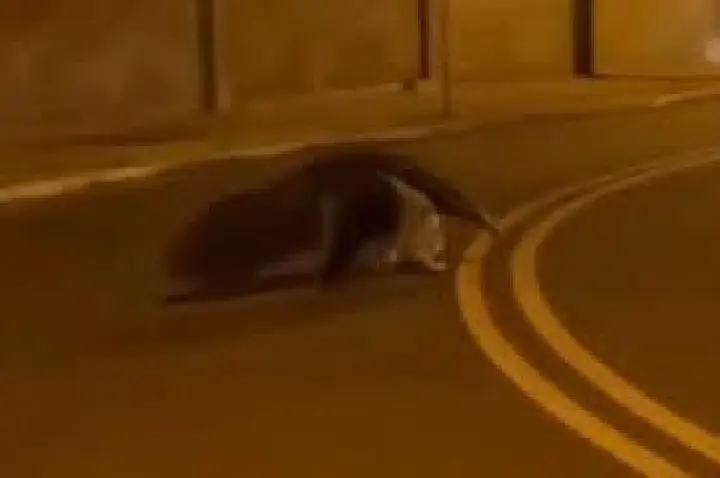 Tamanduá-bandeira é flagrado em condomínio de Bauru; VÍDEO