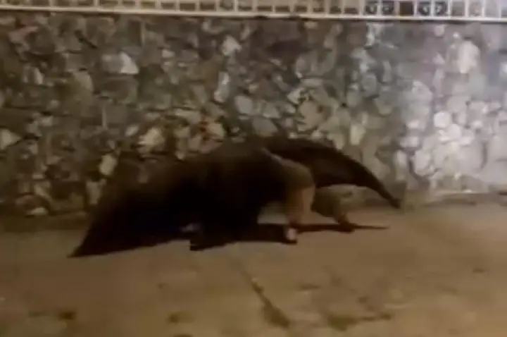 Tamanduá-bandeira impressiona ao passear por ruas de Bauru; VÍDEO