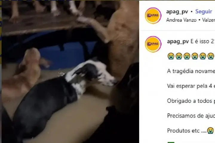 Temporal alaga hospital municipal e abrigo de cães; VÍDEO