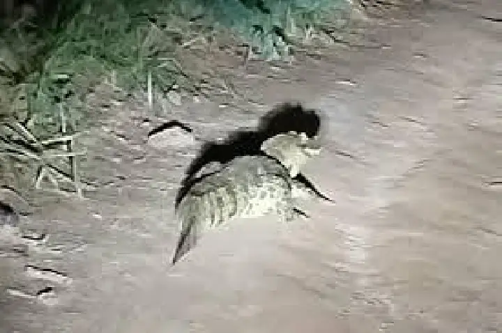 Três jacarés são flagrados em bairros de Bauru em 24h; VÍDEOS