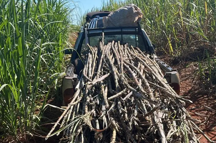 Trio é preso após furtar 1 tonelada de cana em Jaú