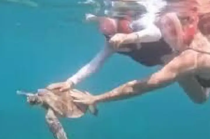 Turista toca em tartaruga em Noronha, posta vídeo e é multada