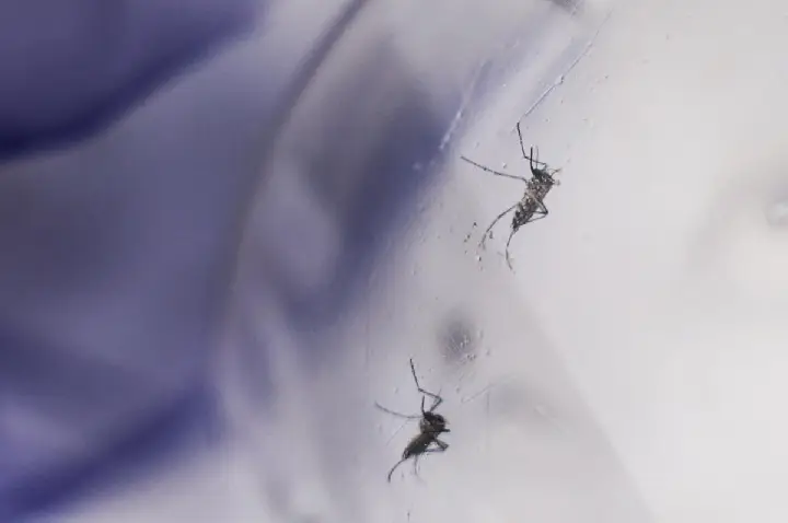 Uma cidade concentra 42% das mortes por chikungunya do país