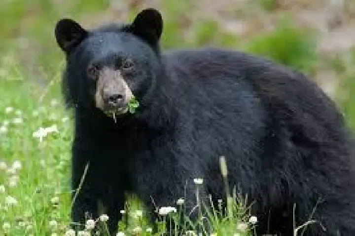 Urso de 119kg continha restos mortais de idoso; cão também morreu