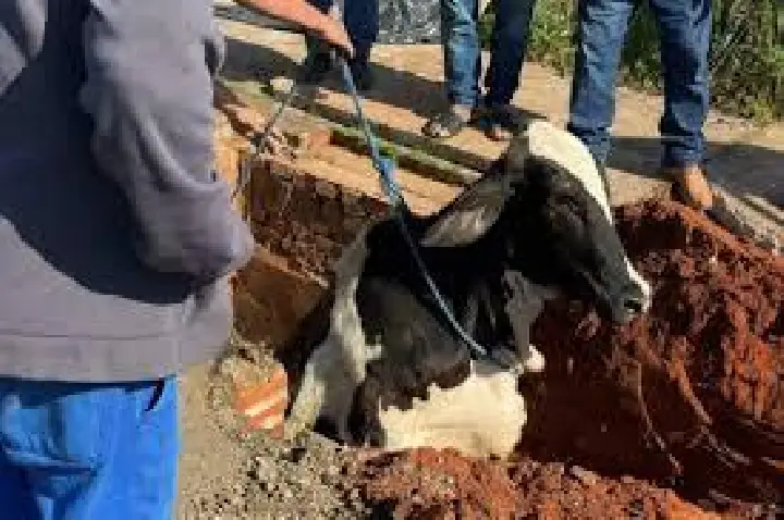 Vaca cai em boca de lobo em Bauru, fica presa e é resgatada