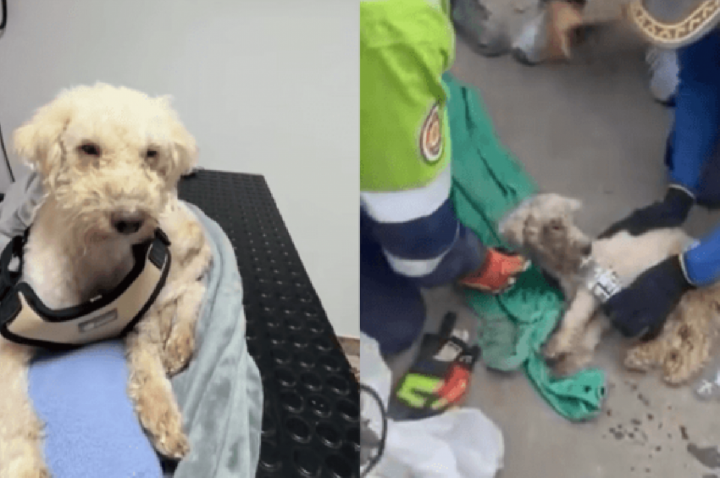 Venezuela: Cãozinho é resgatado ao lado do corpo da tutora; VÍDEO