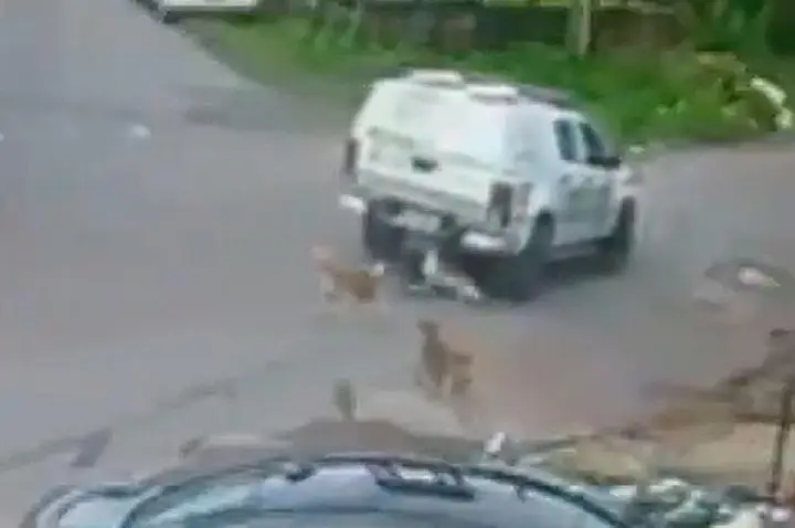 Viatura atropela e mata dois cachorros em Manaus