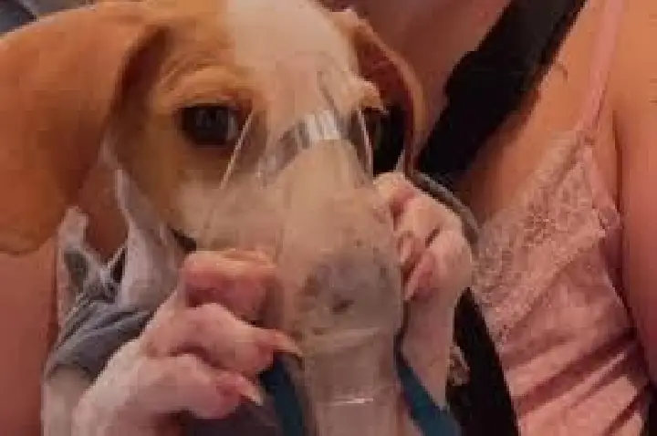 VÍDEO: Cão faz nebulização em casa e momento viraliza na internet