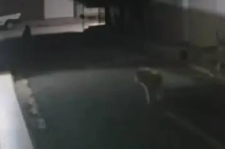 VÍDEO mostra quando procurador é morto ao passear com cão