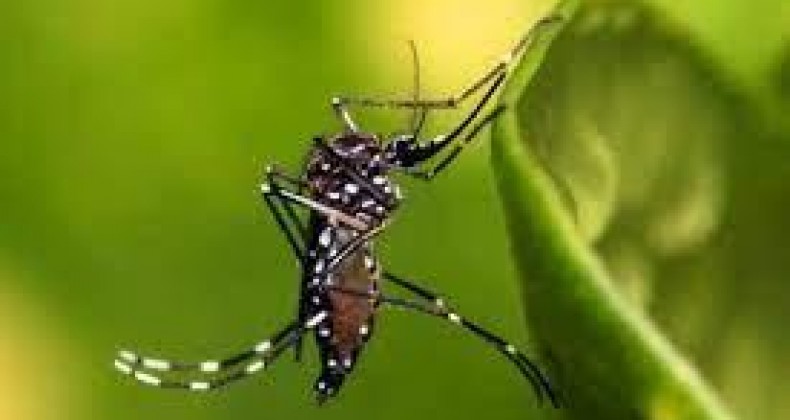 Boraceia tem a primeira morte do ano por dengue