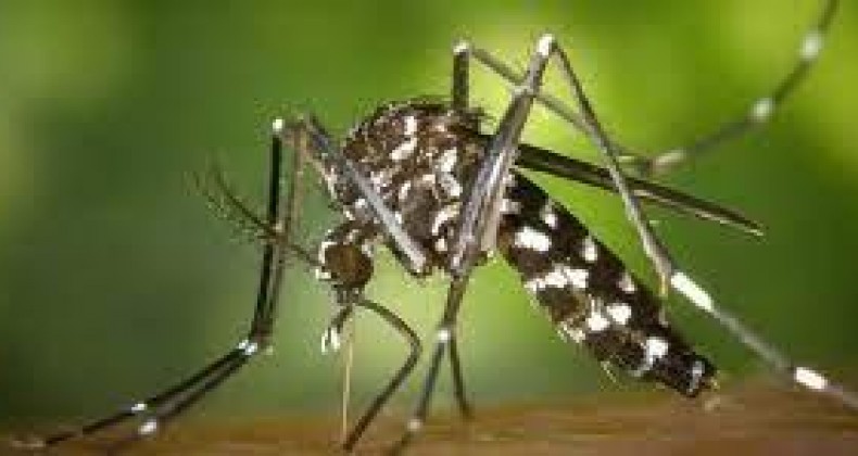 Botucatu registra primeira morte por dengue em 2024