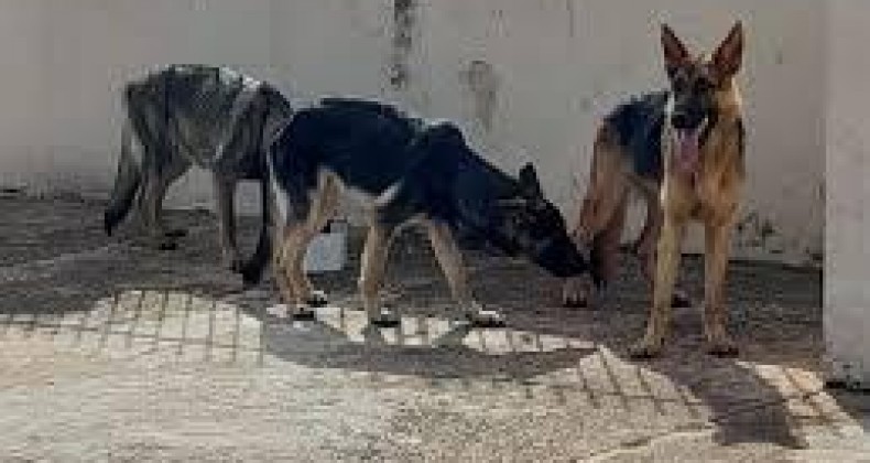 Homem é preso em Botucatu por maus-tratos a três cães da raça pastor alemão