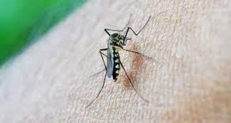 Dengue: tire as principais dúvidas sobre a doença