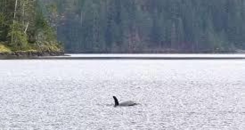 Bebê orca recusa-se a deixar a mãe, que morreu numa lagoa; VÍDEO