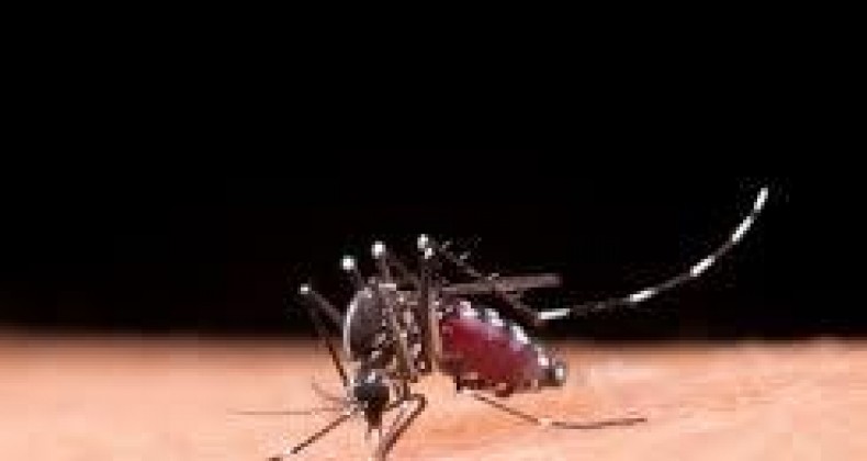 Botucatu registra mais duas mortes por dengue