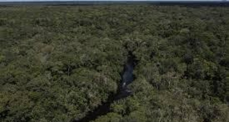 Brasil reduziu em 36% a perda de florestas tropicais primárias em 2023, mostra estudo