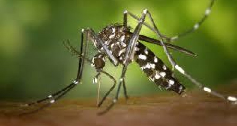 Governo de SP investe mais R$ 20 milhões em medidas contra dengue