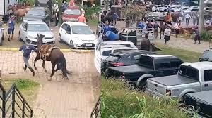 Ataque de abelhas fere 30 pessoas e mata cavalo; VÍDEO