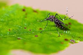 Bauru vira foco do retorno do sorotipo 4 da dengue no Estado