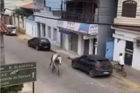 Boi em fuga causa alvoroço nas ruas de cidadezinha mineira; VÍDEO