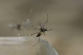 Brasil ultrapassa marca de um milhão de casos de dengue em 2025