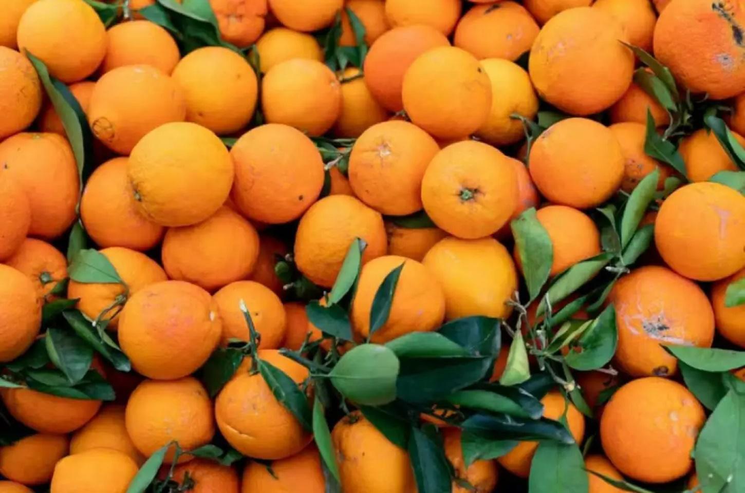 Laranja reduz risco de depressão