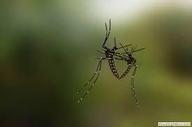 Mais 3 morrem por dengue em Bauru, que registra 6 óbitos em 2025