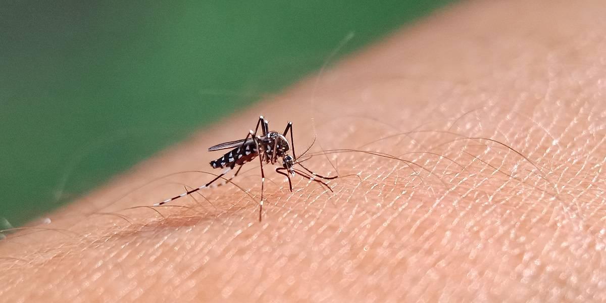 Mulher de 75 anos morre em decorrência da dengue em Bauru