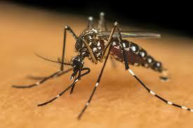 Pela primeira vez, Bauru registra o sorotipo 4 da dengue