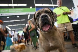 Aéreas podem se negar a embarcar animais de suporte emocional