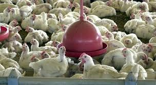 Albânia, Namíbia e Índia suspendem importação de frango do Brasil
