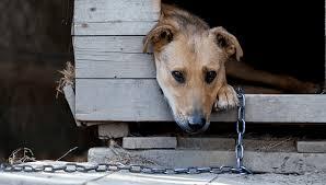 Alesp aprova projeto de lei que proíbe acorrentar cães e gatos