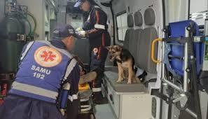 Cachorrinha vai de ambulância com tutor até o hospital; VÍDEO