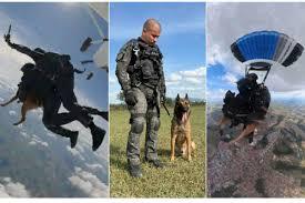 Cão da PM faz 1º salto de paraquedas em treino tático em SP