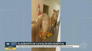 Cavalos surpreendem pacientes dentro de hospital no Rio; VÍDEO