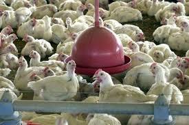 Gripe aviária leva China a suspender frango do Brasil