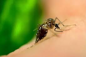 Mosquito transgênico vai ajudar Bauru a combater casos de dengue