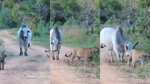 No Pantanal, boi 'bota pra correr' casal de onças-pintadas; VÍDEO