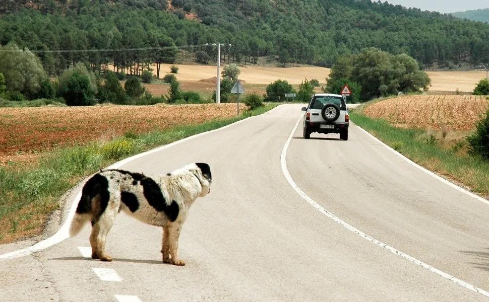 Projeto de Lei prevê suspensão de carteira de motorista por abandono de animais