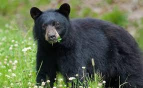 Urso de 119kg continha restos mortais de idoso; cão também morreu