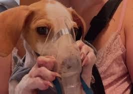 VÍDEO: Cão faz nebulização em casa e momento viraliza na internet