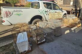 Criador recebe multa de R$ 99 mil por manter 196 aves irregulares