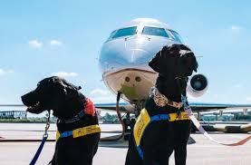 Entenda as regras para viajar de avião com animais de serviço