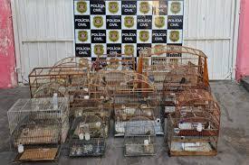 Iacanga: homem é preso com drogas, itens furtados e aves ilegais