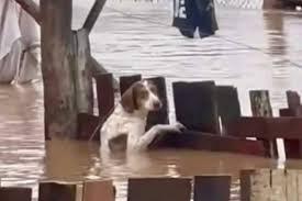 “Mais um dia de terror”, diz moradora sobre chuva no RS; VÍDEO