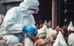 Ministério confirma novo foco de gripe aviária em aves domésticas